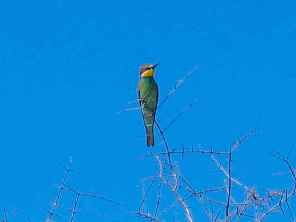 bird-watching-438-eurasian-bee-eater-southern-kruger.jpg